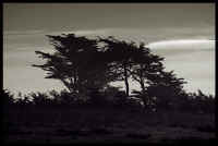 021  Cypress Trees In Cambria.jpg (290708 bytes)