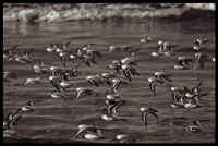 027  Snowy Plover TONED.jpg (293856 bytes)